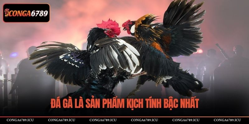 Đá gà là sản phẩm kịch tính bậc nhất