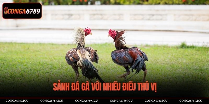 Sảnh đá gà với nhiều điều thú vị