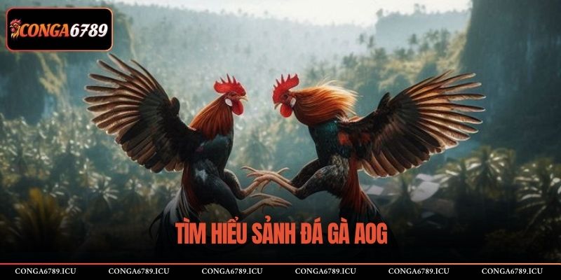 Tìm hiểu sảnh đá gà AOG