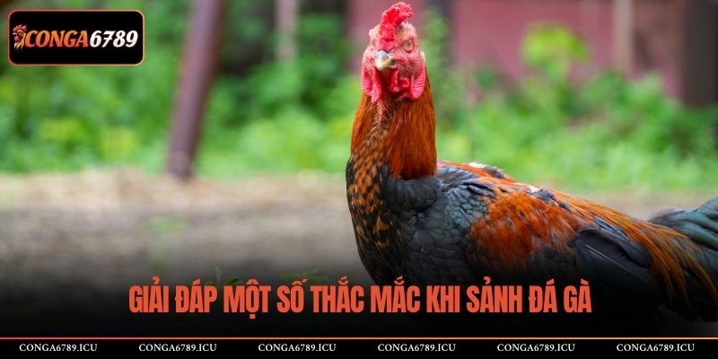 Giải đáp một số thắc mắc khi sảnh đá gà
