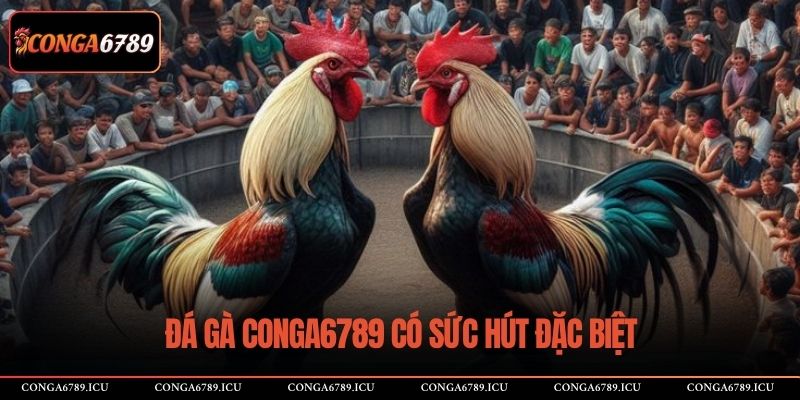 Đá gà CONGA6789 có sức hút đặc biệt