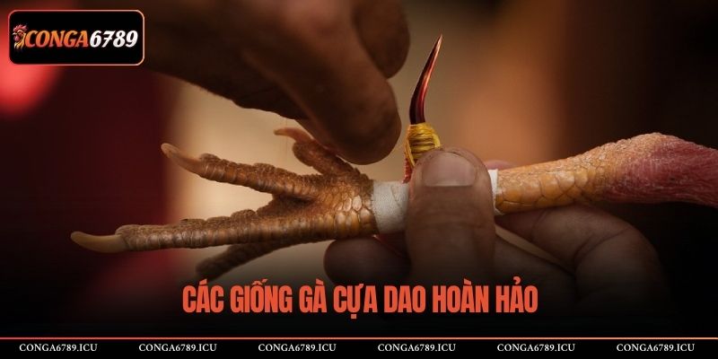 Các giống gà cựa dao hoàn hảo