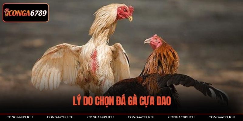 Lý do chọn đá gà cựa dao