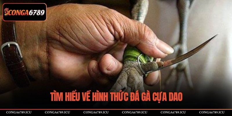 Tìm hiểu về hình thức đá gà cựa dao