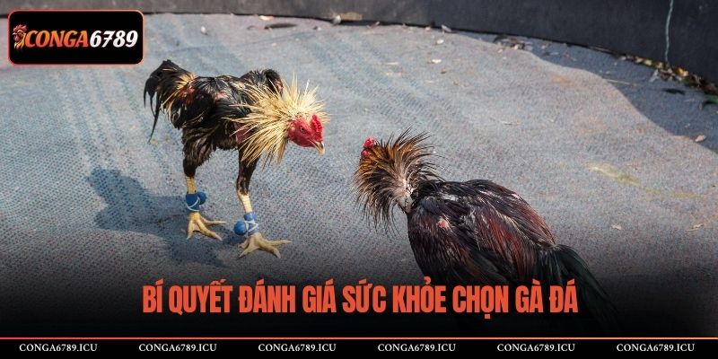 Bí quyết đánh giá sức khỏe chọn gà đá