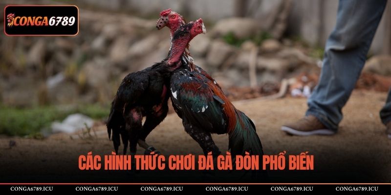 Các hình thức chơi đá gà đòn phổ biến