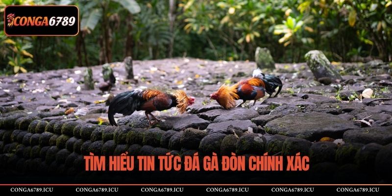Tìm hiểu tin tức đá gà đòn chính xác