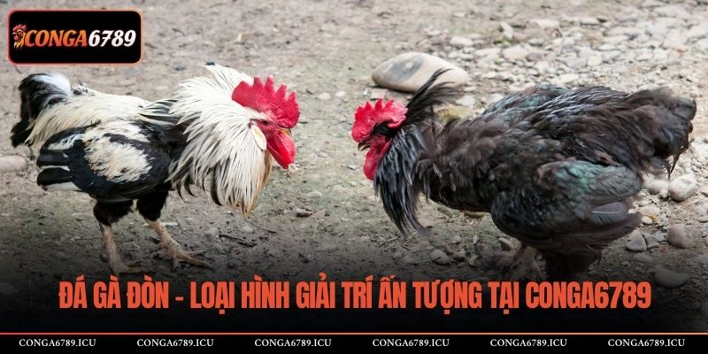 Đá gà đòn