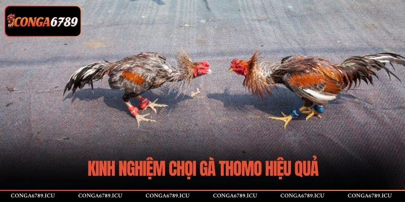 Kinh nghiệm chọi gà Thomo hiệu quả