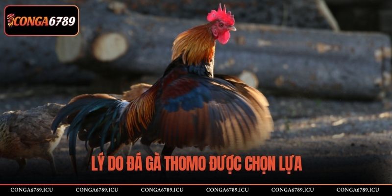 Lý do đá gà Thomo được chọn lựa