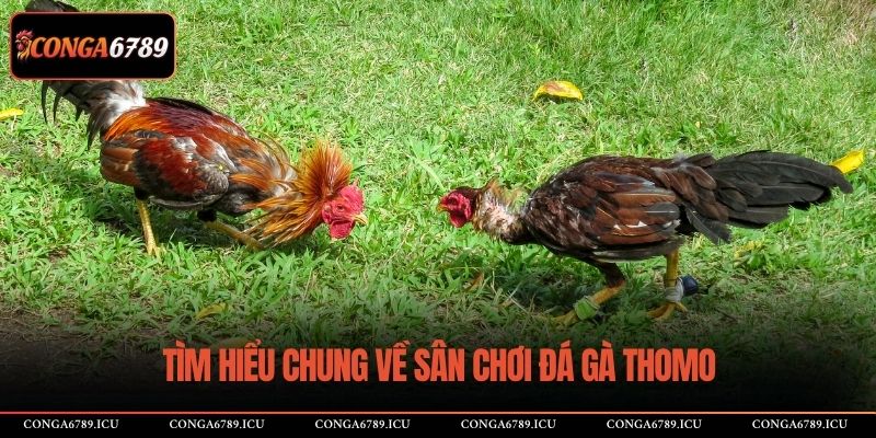 Tìm hiểu chung về sân chơi đá gà Thomo