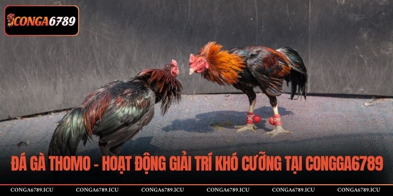 Đá gà Thomo