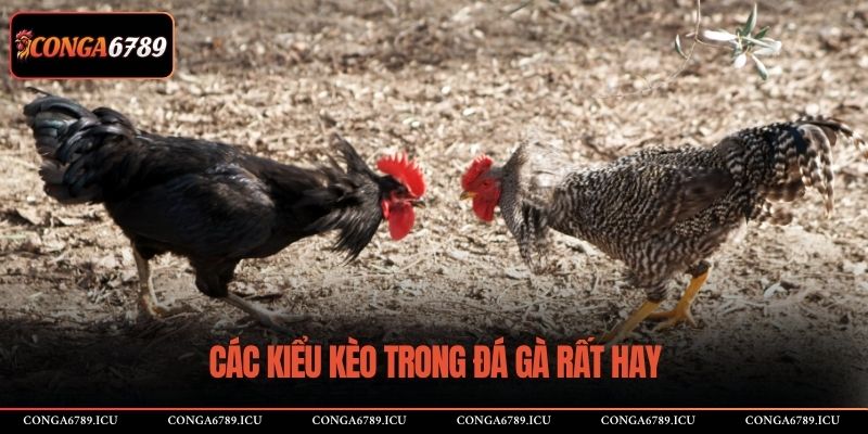 Các kiểu kèo trong đá gà rất hay