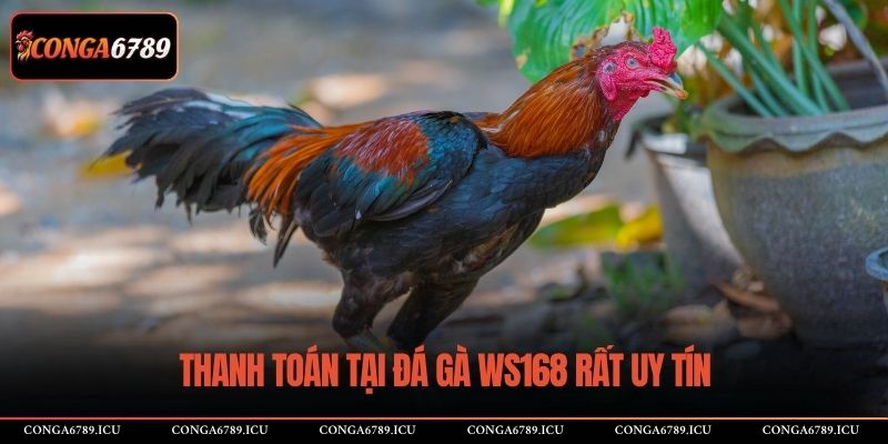 Thanh toán tại đá gà WS168 rất uy tín