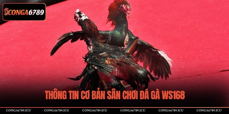 Thông tin cơ bản sân chơi đá gà WS168