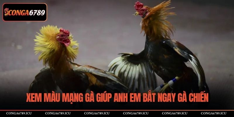 Xem màu mạng gà giúp anh em bắt ngay gà chiến