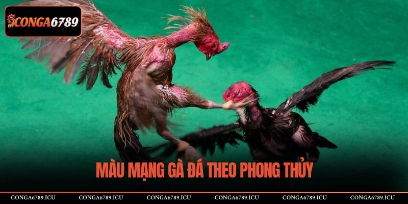 Màu mạng gà đá theo phong thủy