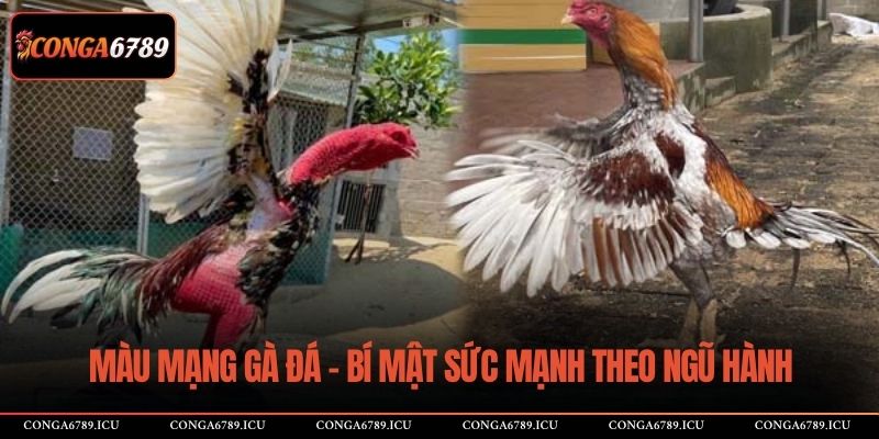màu mạng gà đá