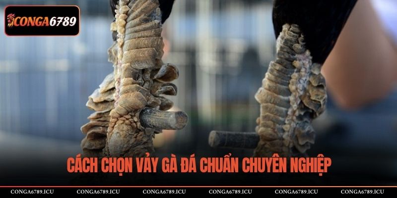 Cách chọn vảy gà đá chuẩn chuyên nghiệp