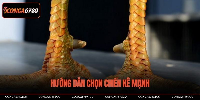Hướng dẫn chọn chiến kê mạnh