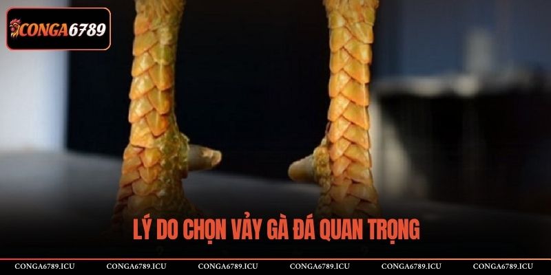Lý do chọn vảy gà đá quan trọng