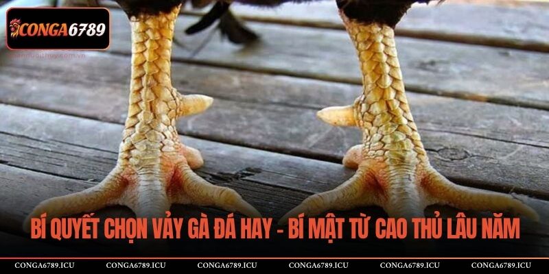 vảy gà đá